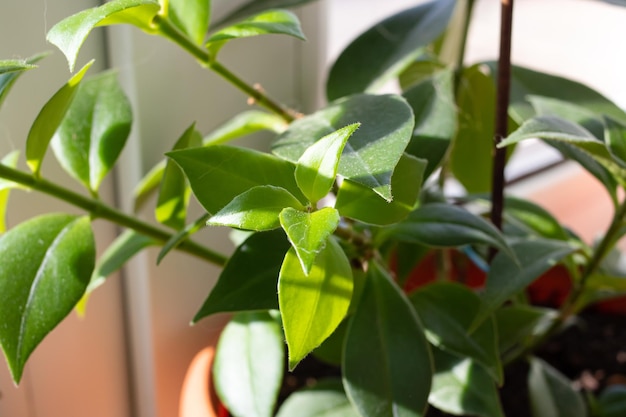 Hojas de una planta de interior a la luz del sol