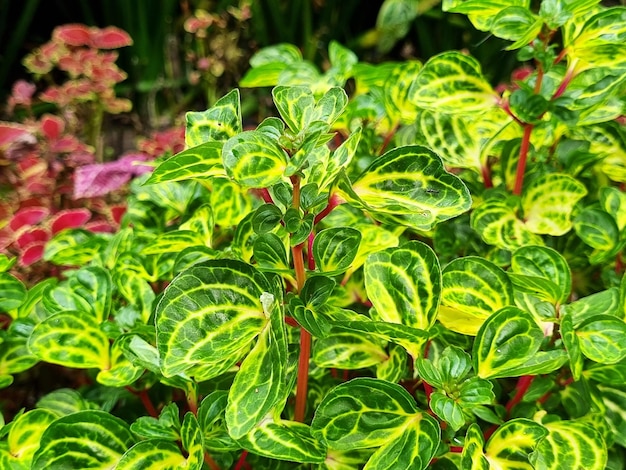 Las hojas de la planta Iresine Herbstii o también conocida como Bayam Merah