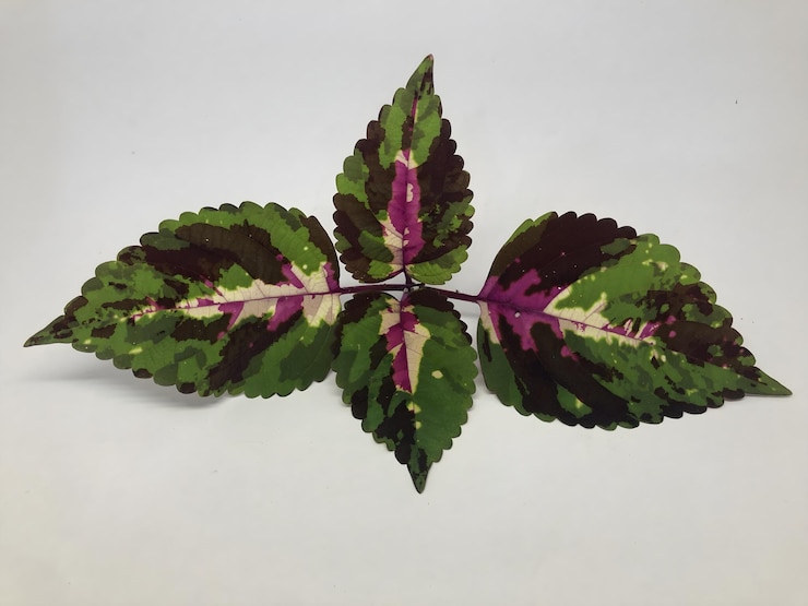 Hojas de la planta de Koliyas Hojas de plantas de decoración de varios colores