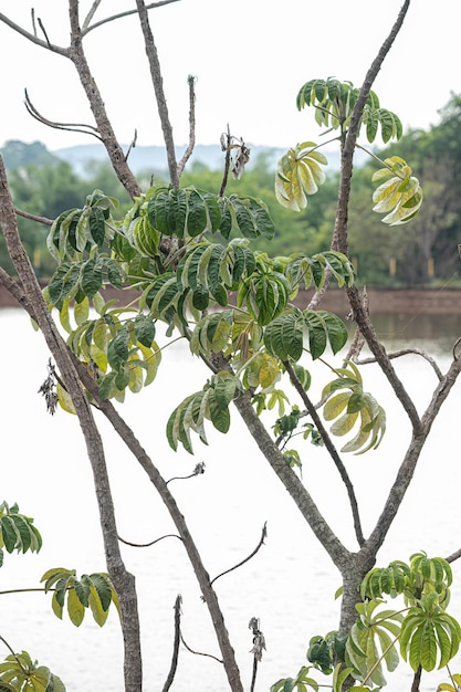 Hojas de la planta de madera de calabaza