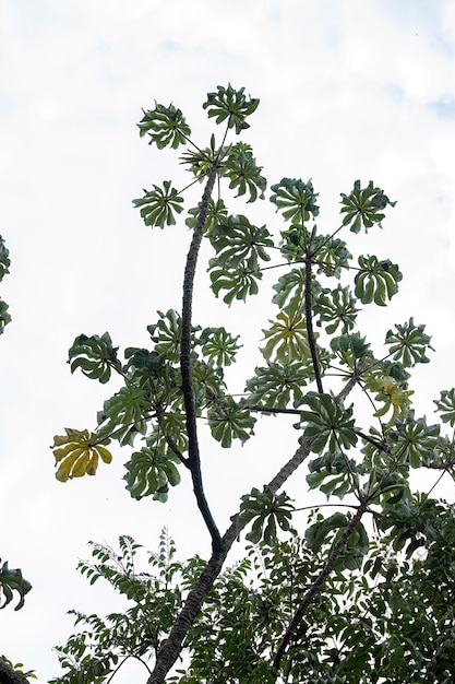 Hojas de la planta de madera de calabaza