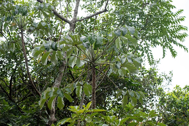 Hojas de la planta de madera de calabaza