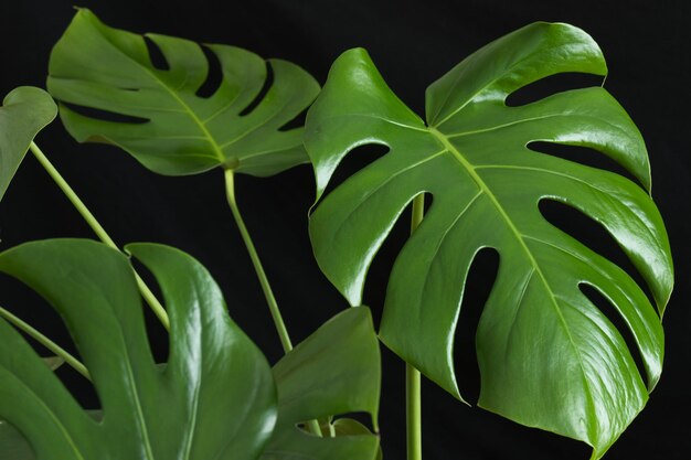 Hojas de la planta Monstera sobre un fondo negro