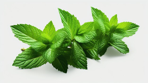 Hojas y planta de orégano frescas sobre un fondo blanco