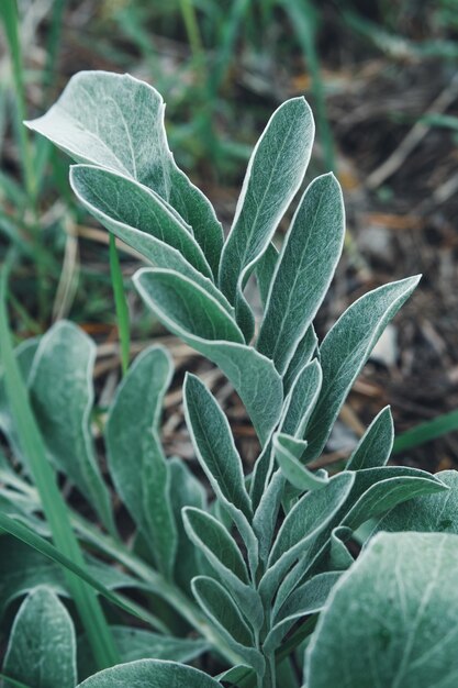 Hojas de la planta Orejas de cordero.