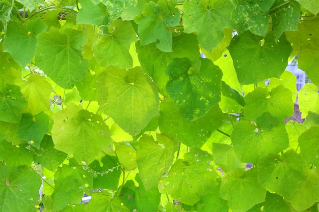 Hojas de la planta tailandesa de calabacín.