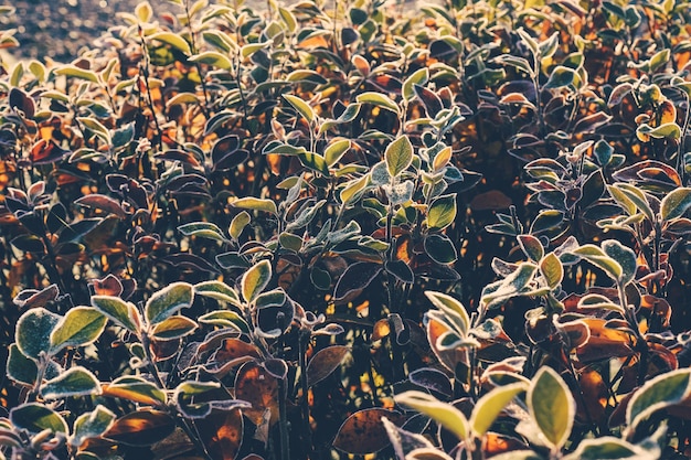 Hojas de plantas amarillas rojas otoñales heladas con textura y fondo de copos de nieve