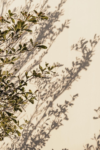 Hojas de plantas de árboles verdes y sombras de luz solar en una pared beige neutra Fondo de silueta de sombra floral estética