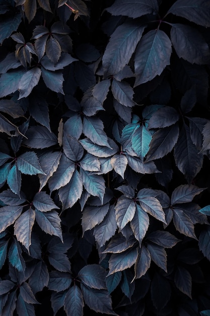 hojas de plantas azules en el jardín fondo azul