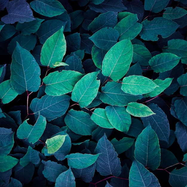 hojas de plantas azules en el jardín fondo azul