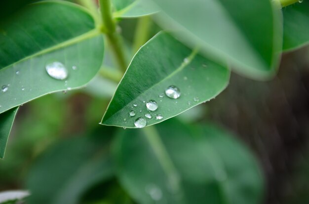 hojas de plantas después de la lluvia primer plano