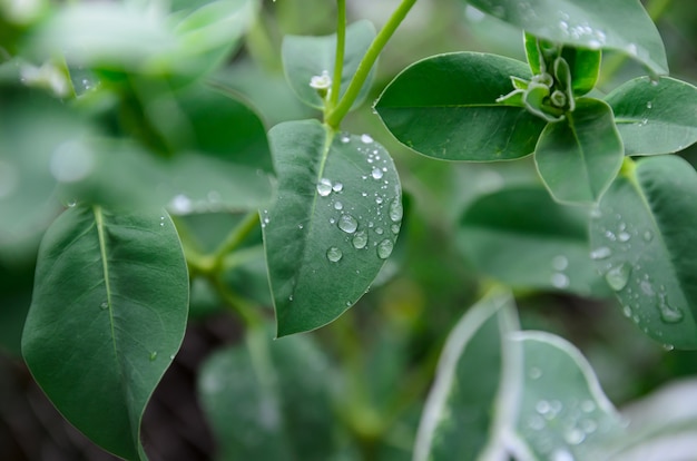 hojas de plantas después de la lluvia primer plano