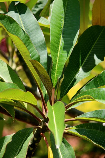 Hojas de plantas de flores de frangipani rosa