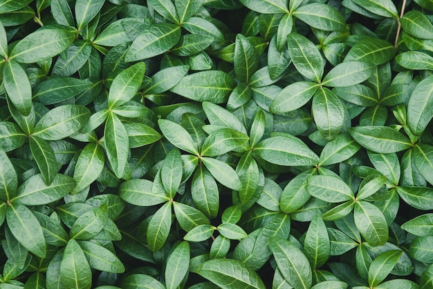 Hojas de plantas para fondo botánico verde.