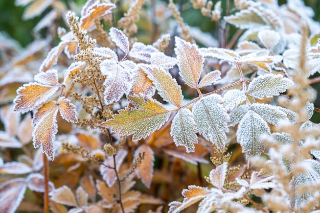 Hojas de plantas heladas con escarcha de hielo brillante en el parque forestal nevado hojas cubiertas de escarcha y en la nieve