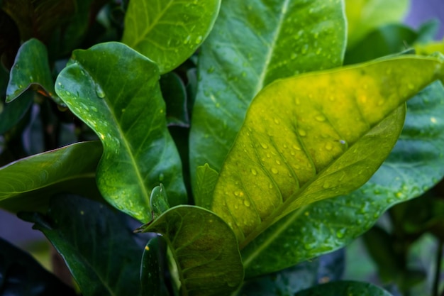 Hojas de plantas de jardín verde