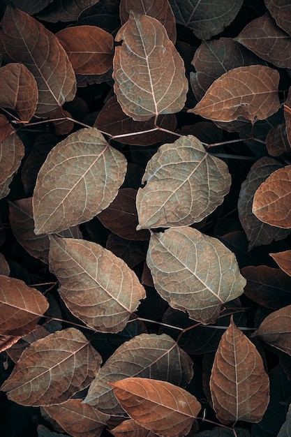 hojas de plantas marrones en la naturaleza en la temporada de otoño, fondo marrón