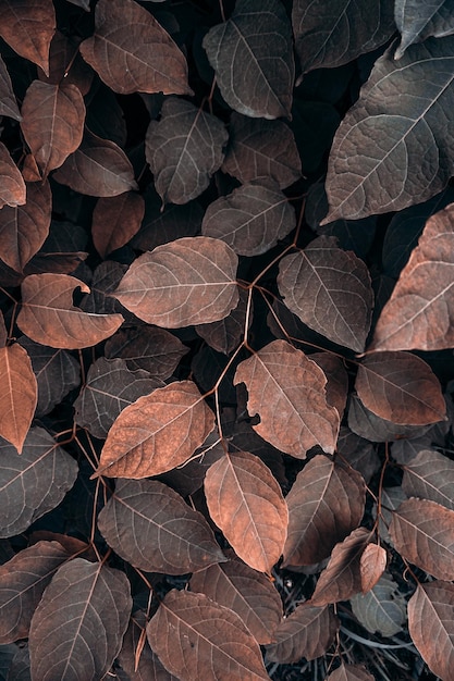 hojas de plantas marrones en la naturaleza en la temporada de otoño, fondo marrón