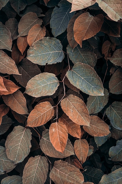 hojas de plantas marrones en la naturaleza en la temporada de otoño, fondo marrón