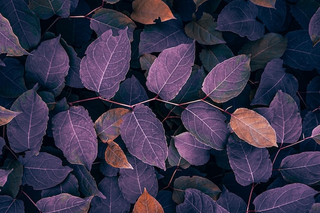 hojas de plantas de nudillo japonés púrpura en la temporada de otoño