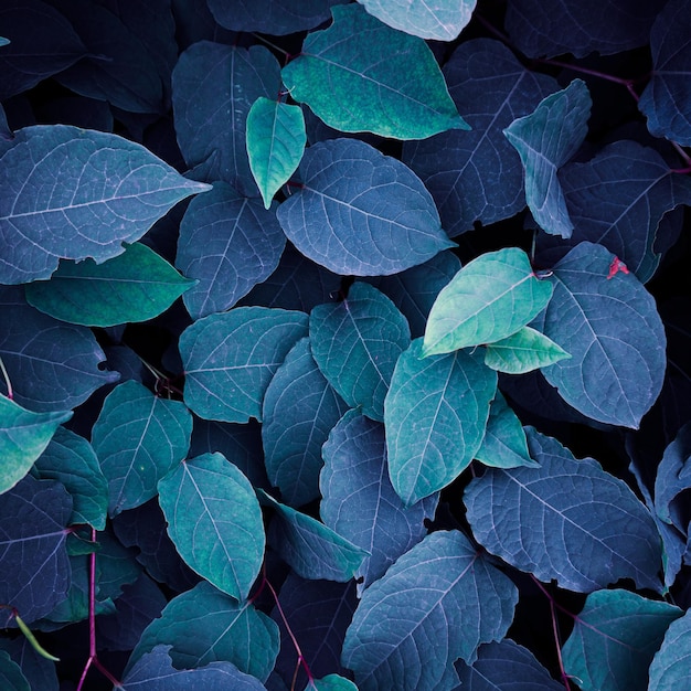 hojas de plantas de nudillos japoneses azules en invierno fondo azul