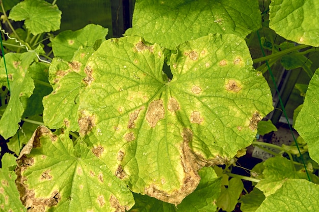 Hojas de plantas de pepino afectadas por enfermedades y plagas.