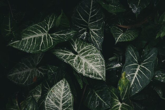 Foto hojas de plantas de punta de flecha