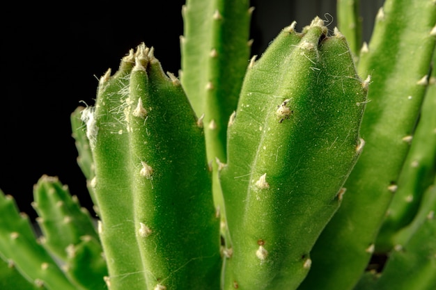 Hojas de plantas suculentas en primer plano negro