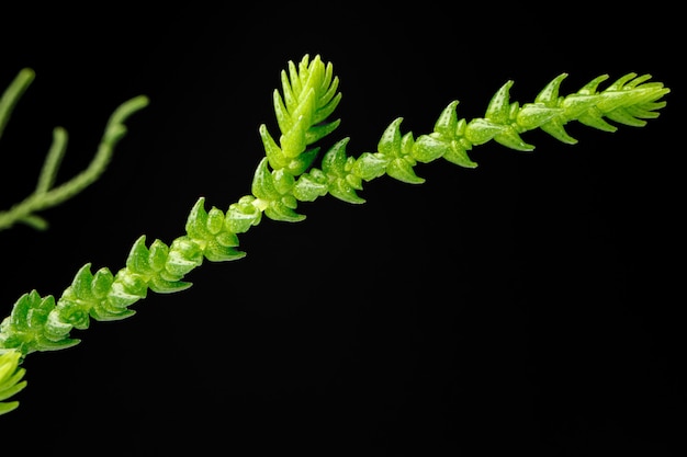 Hojas de plantas suculentas sobre fondo negro