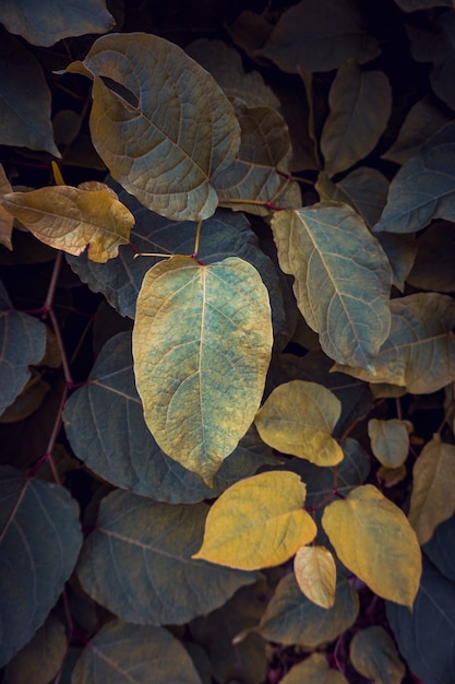 Hojas de plantas verdes y amarillas en temporada de otoño, colores de otoño