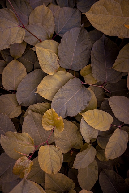 Hojas de plantas verdes y amarillas en temporada de otoño, colores de otoño