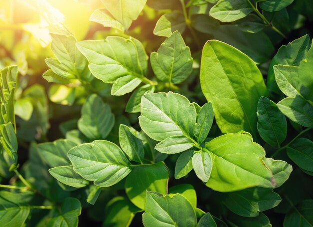 Hojas de plantas verdes de fondo vista superior Concepto de manantial de la naturaleza AI Generado