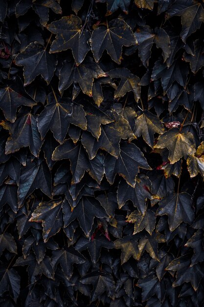 Hojas de plantas verdes en el jardín, fondo verde