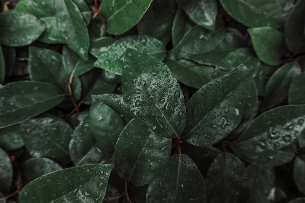 hojas de plantas verdes en el jardín fondo verde