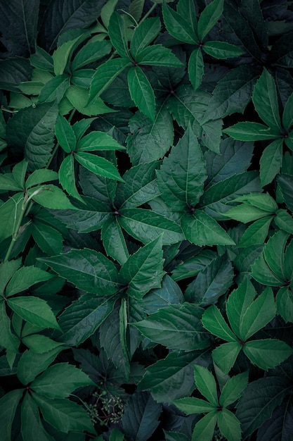 hojas de plantas verdes en el jardín en primavera, fondo verde