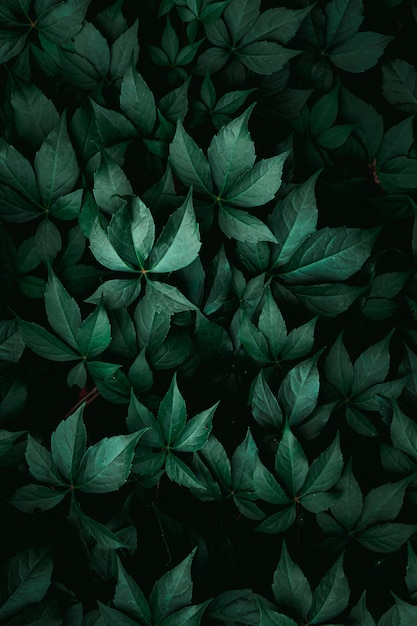 hojas de plantas verdes en el jardín