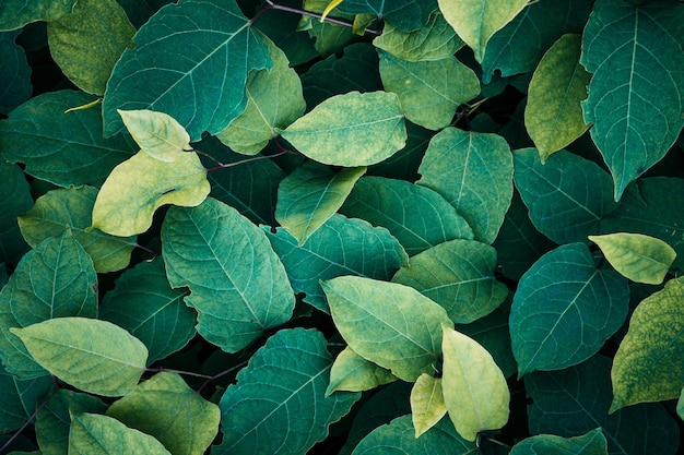 hojas de plantas verdes en la naturaleza en primavera, fondo verde