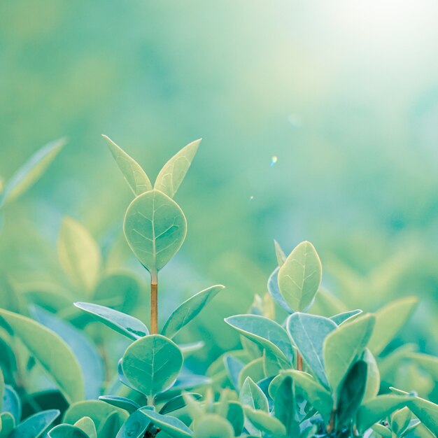 hojas de plantas verdes en la naturaleza en primavera