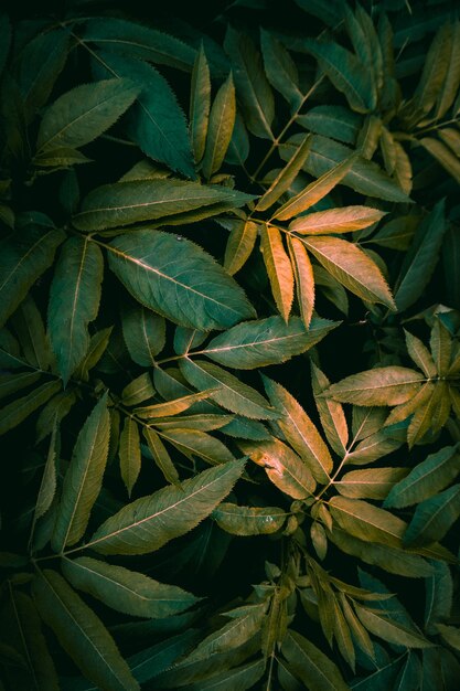 Hojas de plantas verdes en la naturaleza en la temporada de otoño fondo verde