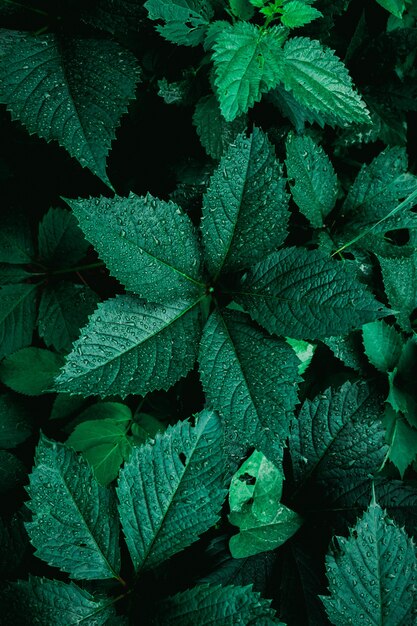 Hojas de plantas verdes en la naturaleza.