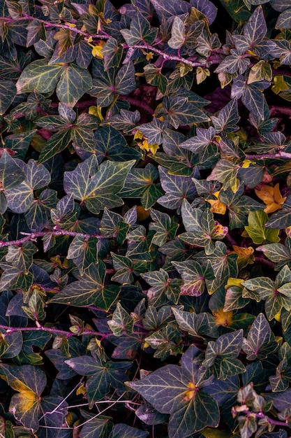 Hojas de plantas verdes en primavera, fondo verde