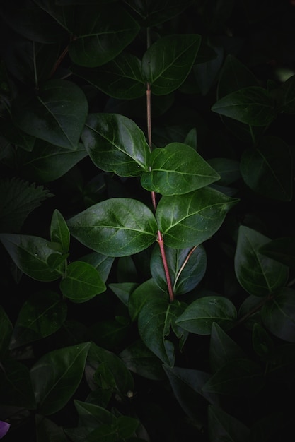 Hojas de plantas verdes en primavera