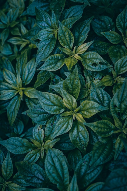 Hojas de plantas verdes con textura en la naturaleza, fondo verde