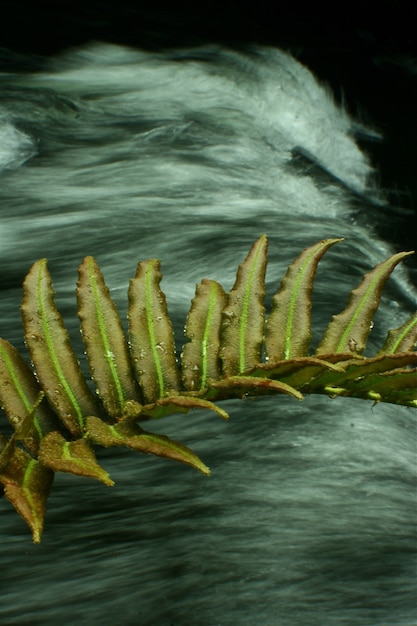 Foto hojas de plantas