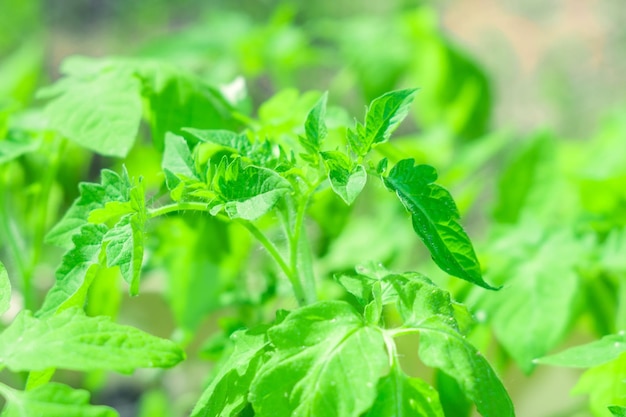 Hojas de plántulas de tomates de cerca