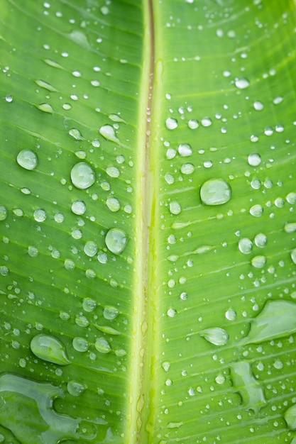 Hojas de plátano con gotas de agua de fondo