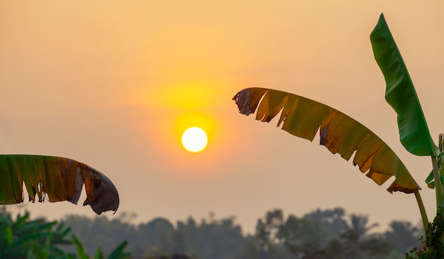 Hojas de plátano con gran sol al atardecer en el campo