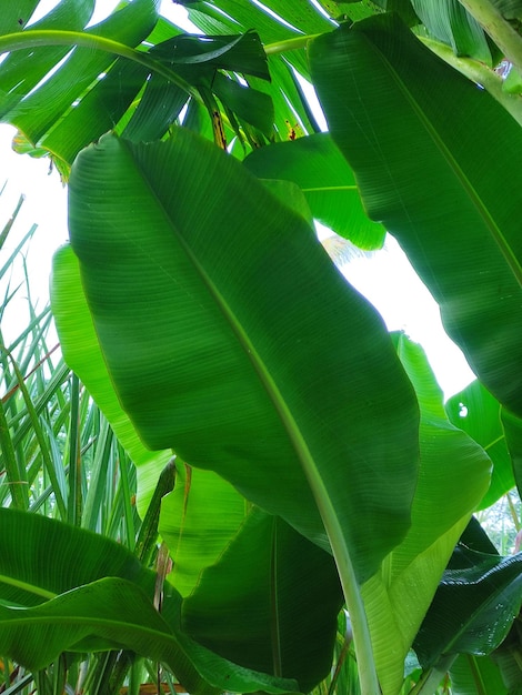 hojas de plátano verde adecuadas para papel tapiz