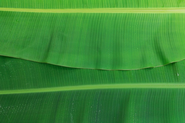 Hojas de plátano verde para el fondo