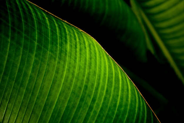 Hojas de plátano verde en el jardín - de cerca